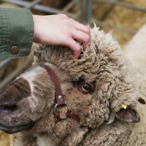 Making the Most of Every Fleece — Fiber Clinic