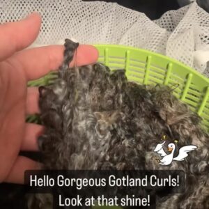 Let’s Clean Raw Wool with Bethany Mattingly (Friday afternoon)