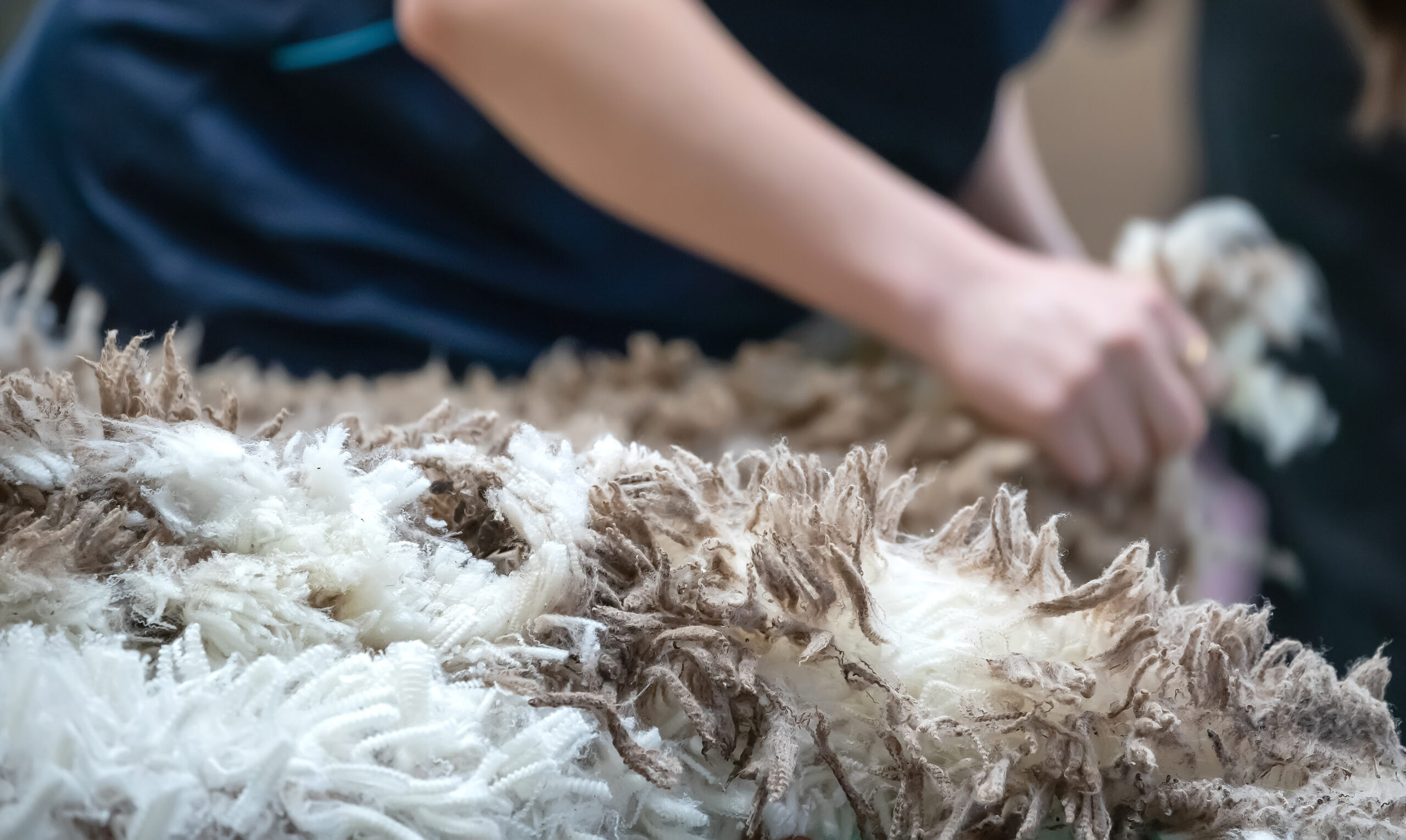 Freshly shorn raw wool handled after sheep shearing in Australia, part of the natural fiber industry