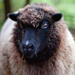 Raising Fiber Animals: A Beginner’s Guide